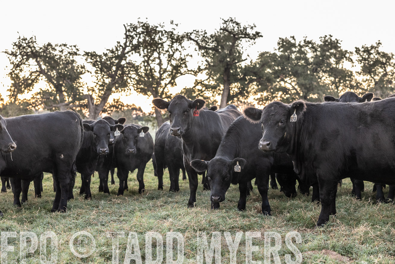 TMyers_Females_Ranchers_Cameron_Oct2023-511461