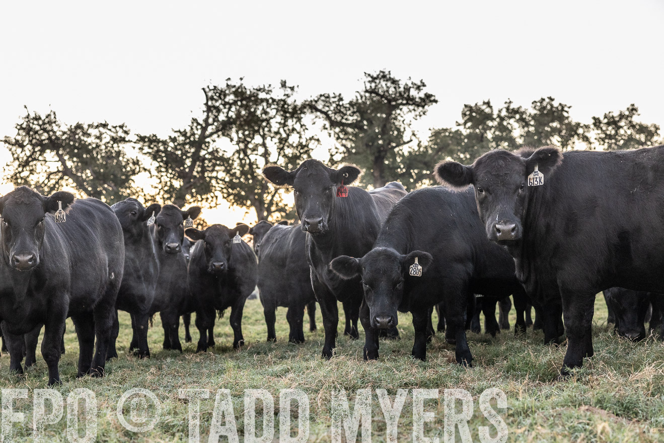 TMyers_Females_Ranchers_Cameron_Oct2023-511462