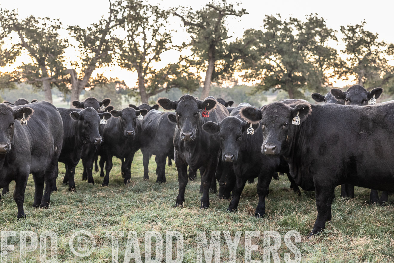 TMyers_Females_Ranchers_Cameron_Oct2023-511464