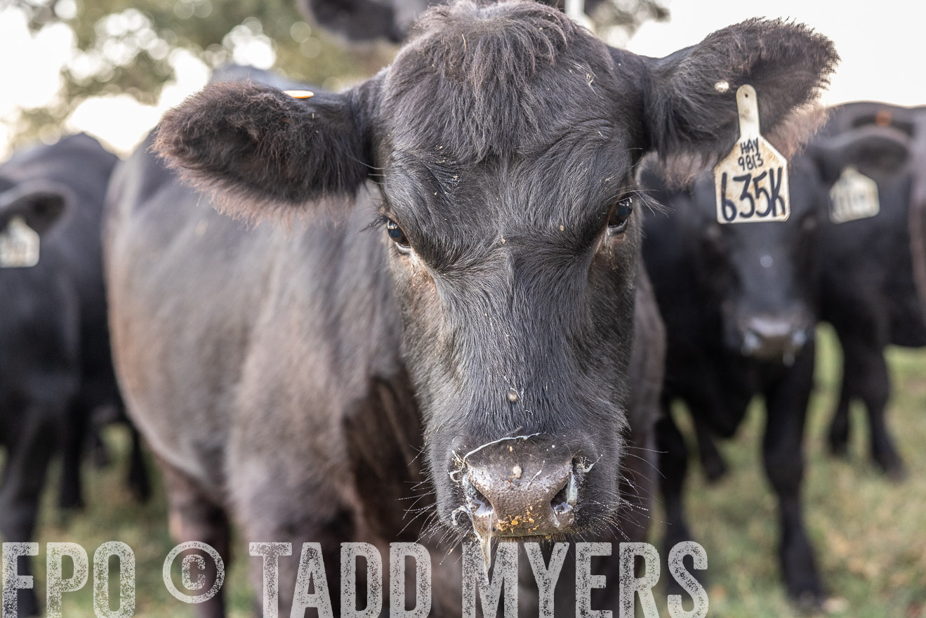 TMyers_Females_Ranchers_Cameron_Oct2023-511468