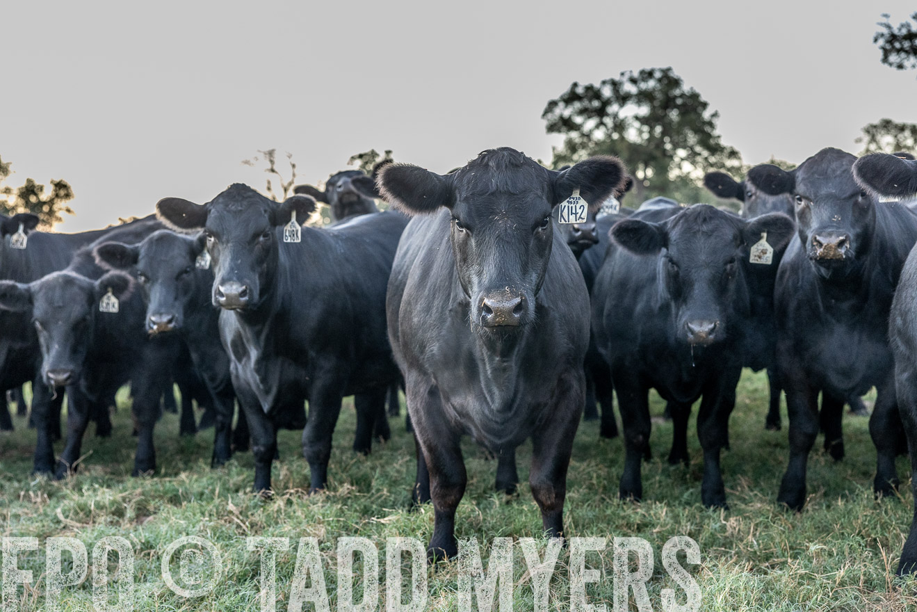 TMyers_Females_Ranchers_Cameron_Oct2023-511493