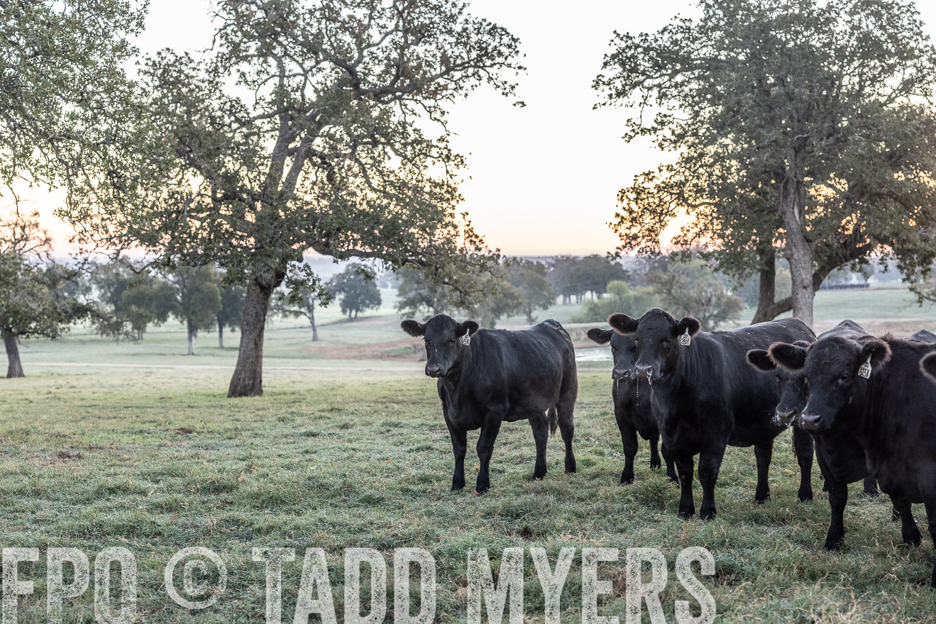 TMyers_Females_Ranchers_Cameron_Oct2023-511505