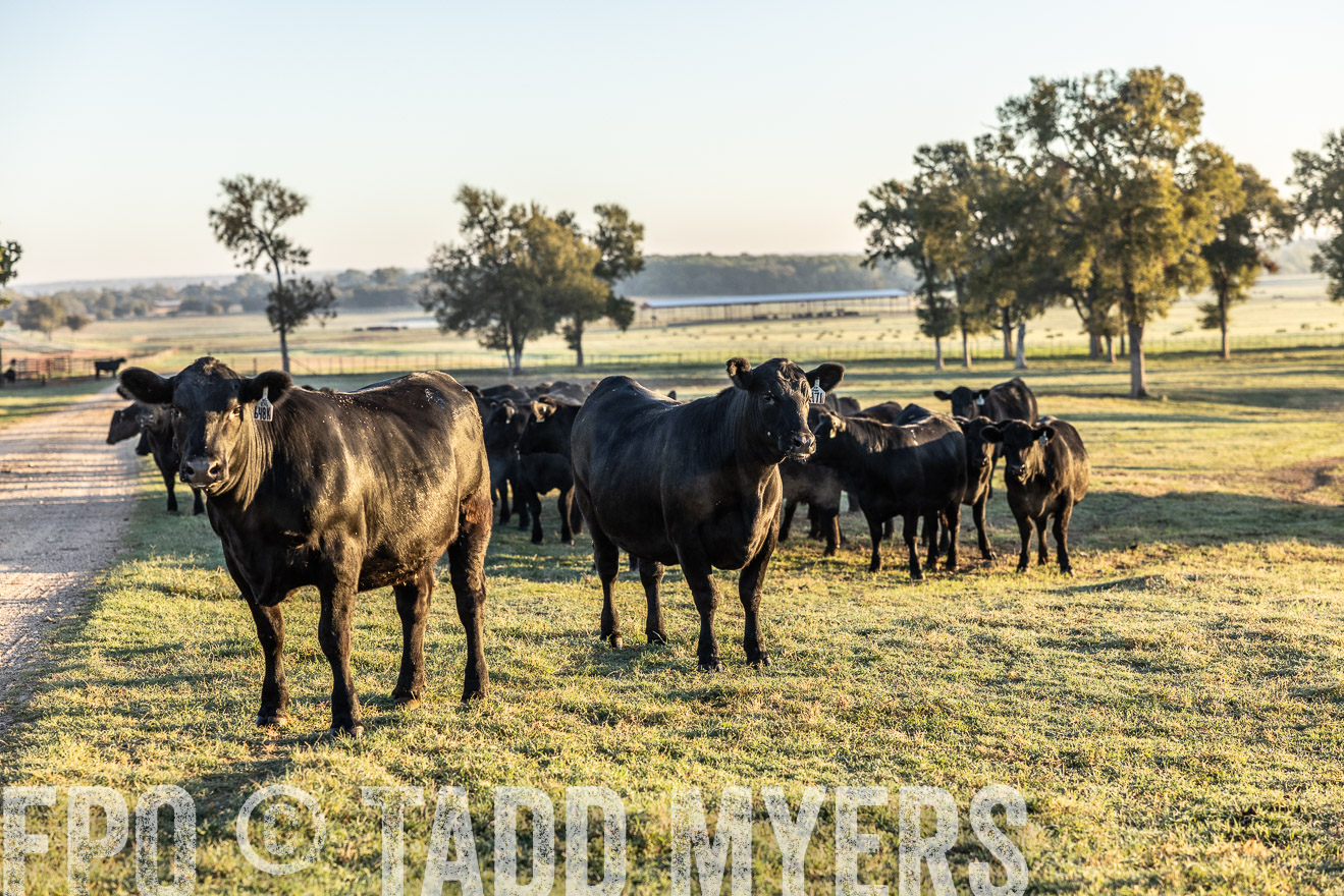 TMyers_Females_Ranchers_Cameron_Oct2023-511602