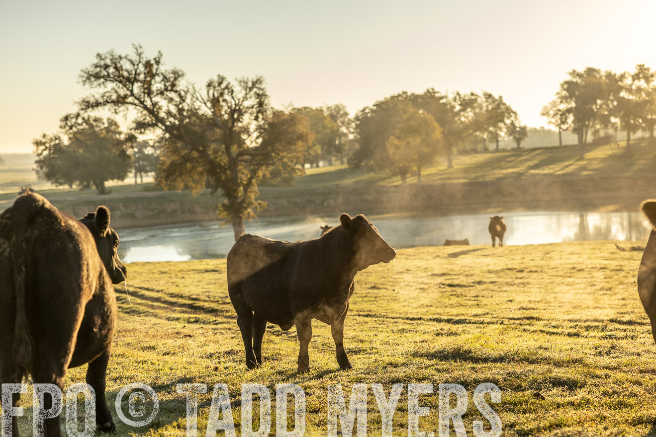 TMyers_Females_Ranchers_Cameron_Oct2023-511648
