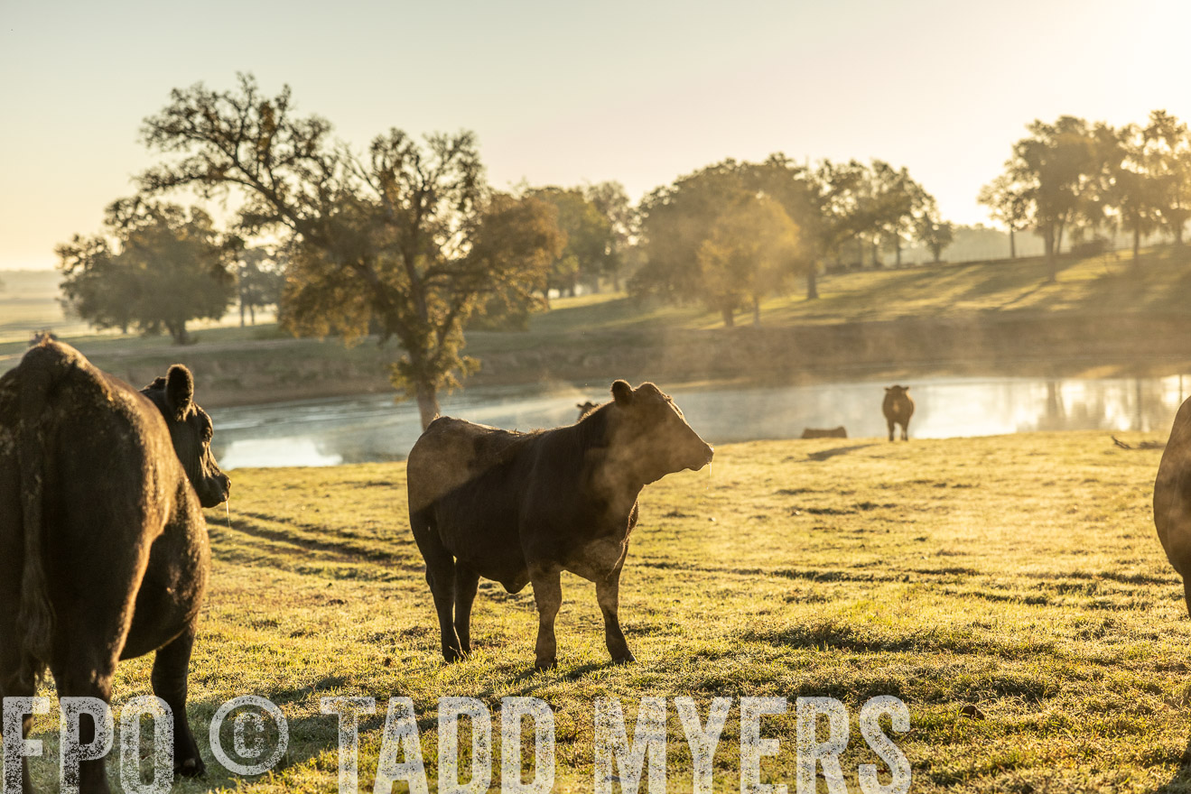 TMyers_Females_Ranchers_Cameron_Oct2023-511651