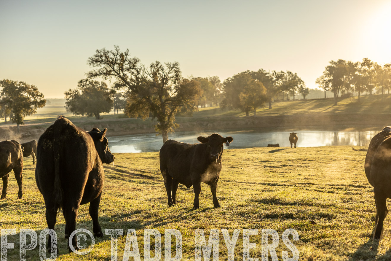 TMyers_Females_Ranchers_Cameron_Oct2023-511654