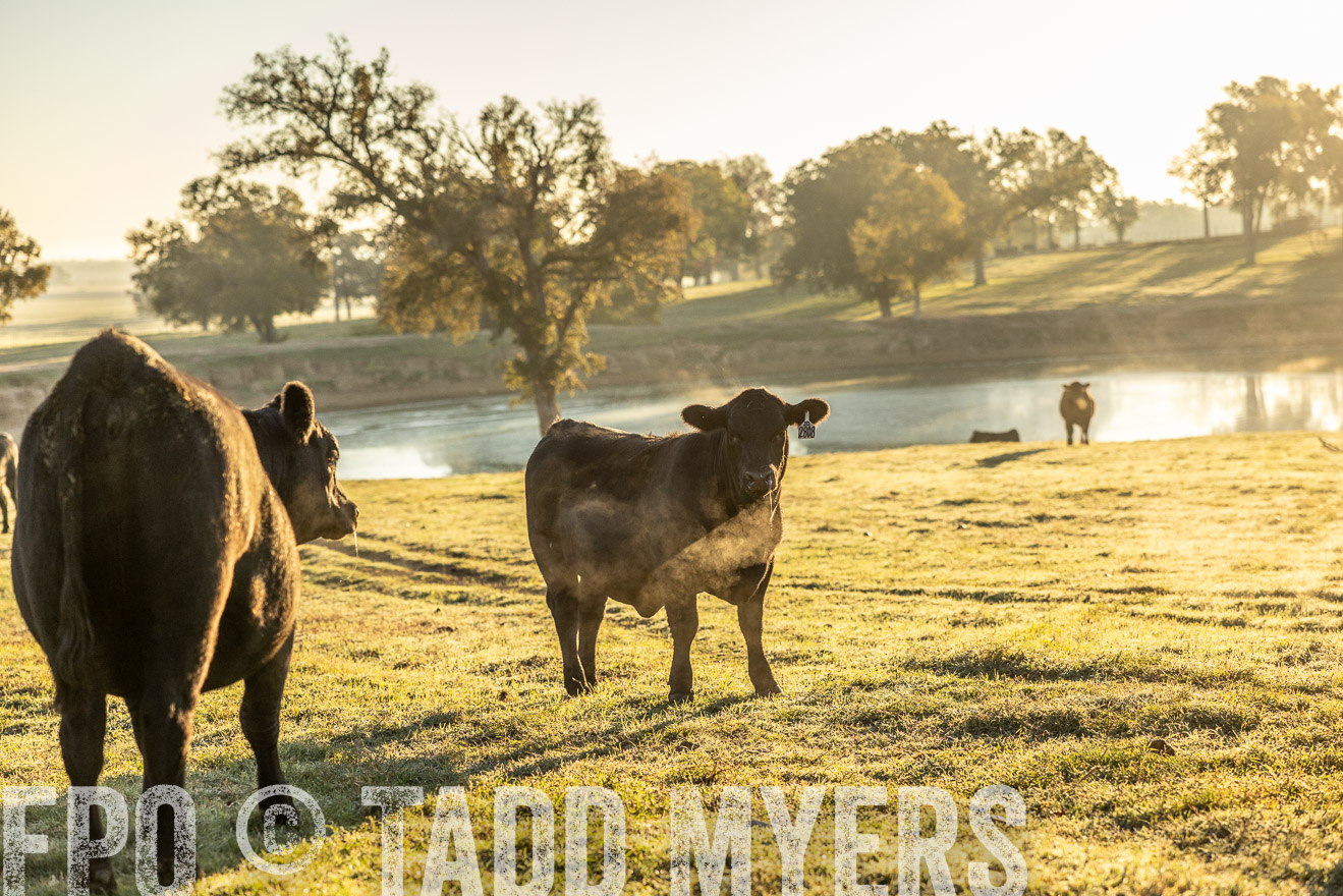 TMyers_Females_Ranchers_Cameron_Oct2023-511661