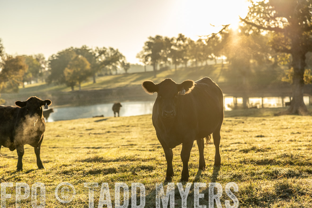 TMyers_Females_Ranchers_Cameron_Oct2023-511669