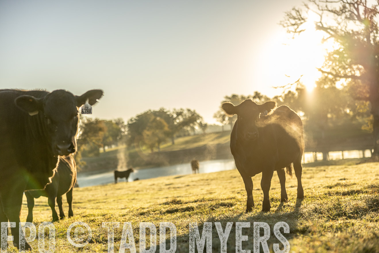 TMyers_Females_Ranchers_Cameron_Oct2023-511690