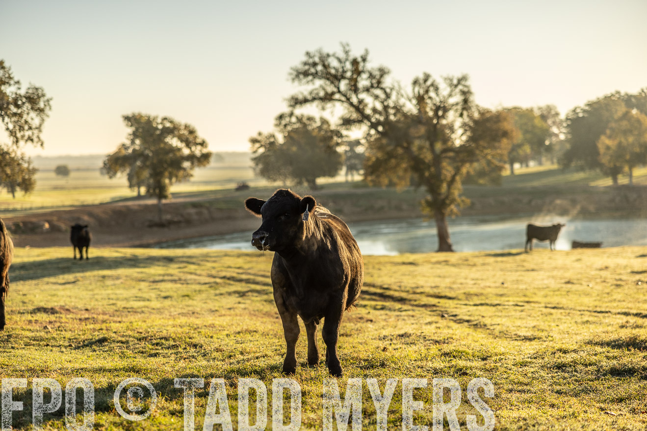 TMyers_Females_Ranchers_Cameron_Oct2023-511698