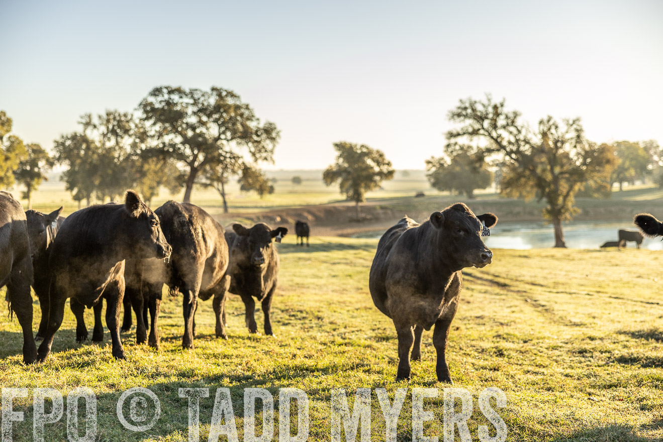 TMyers_Females_Ranchers_Cameron_Oct2023-511743