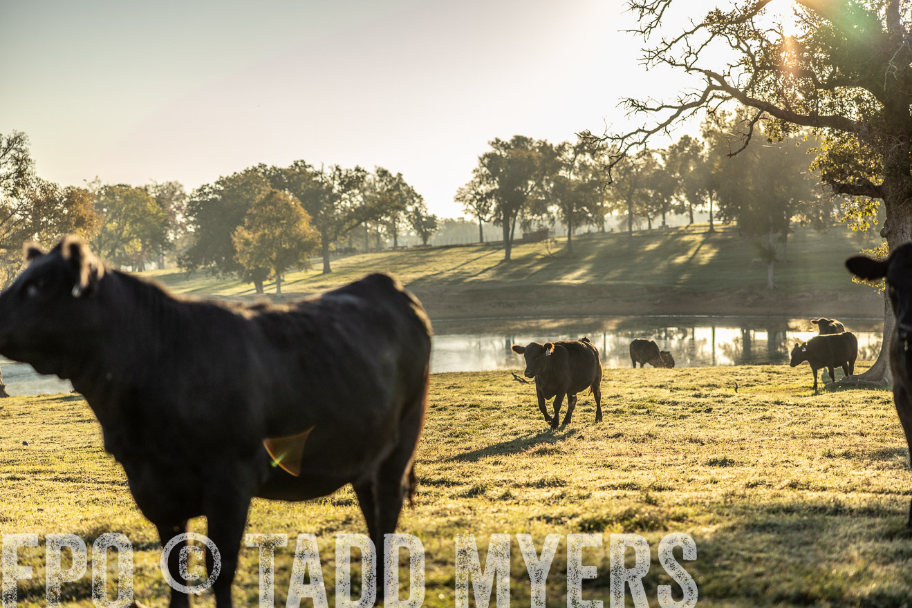 TMyers_Females_Ranchers_Cameron_Oct2023-511756