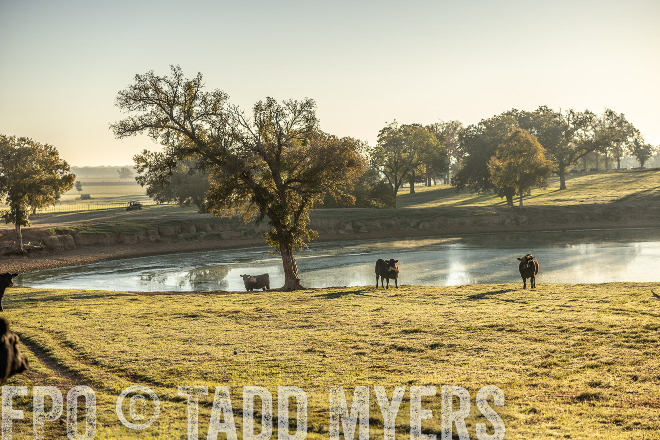 TMyers_Females_Ranchers_Cameron_Oct2023-511771