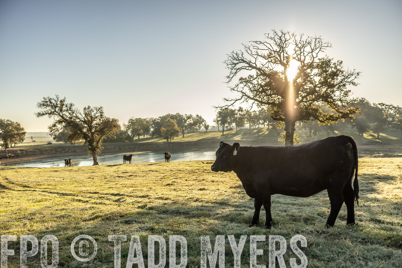 TMyers_Females_Ranchers_Cameron_Oct2023-511779