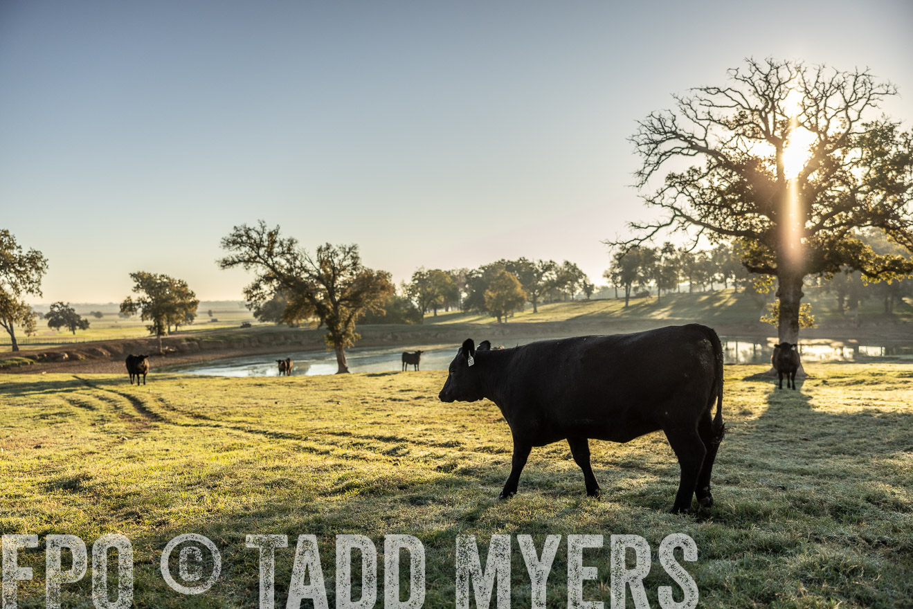 TMyers_Females_Ranchers_Cameron_Oct2023-511792
