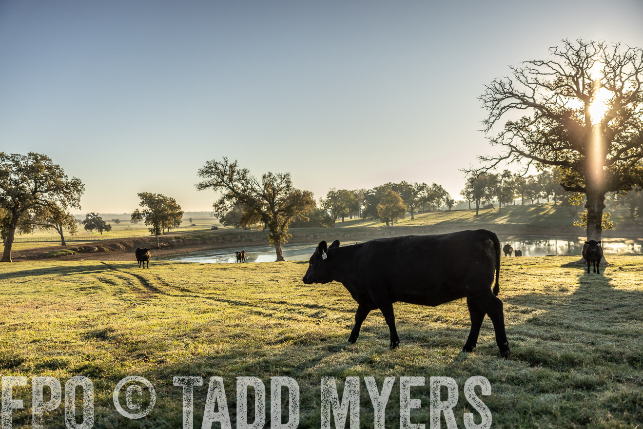 TMyers_Females_Ranchers_Cameron_Oct2023-511795