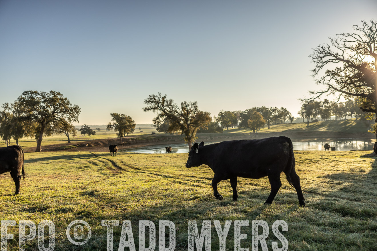 TMyers_Females_Ranchers_Cameron_Oct2023-511799