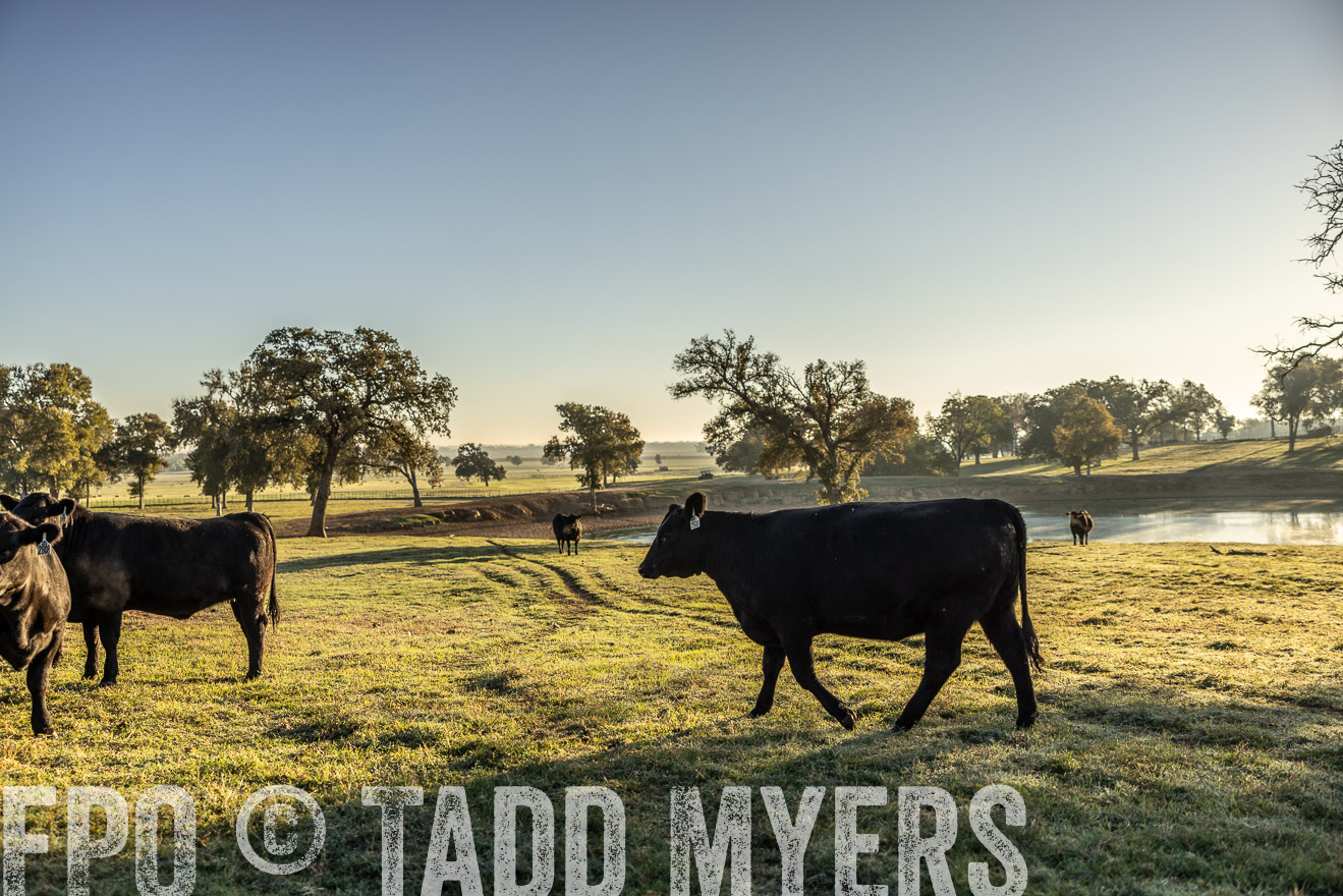TMyers_Females_Ranchers_Cameron_Oct2023-511804