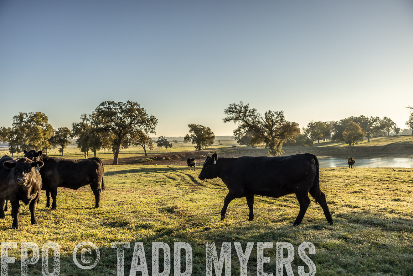 TMyers_Females_Ranchers_Cameron_Oct2023-511806