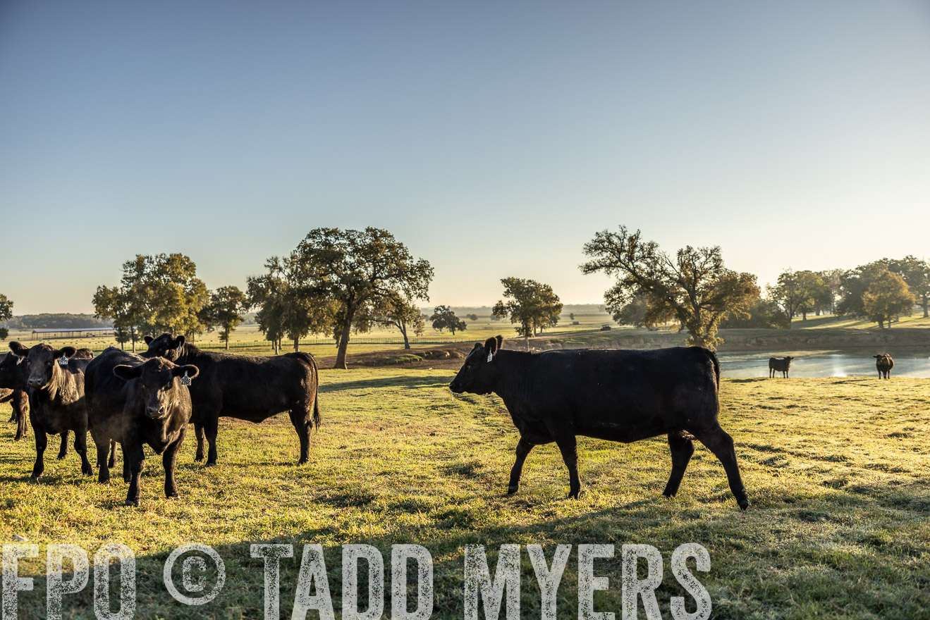 TMyers_Females_Ranchers_Cameron_Oct2023-511809