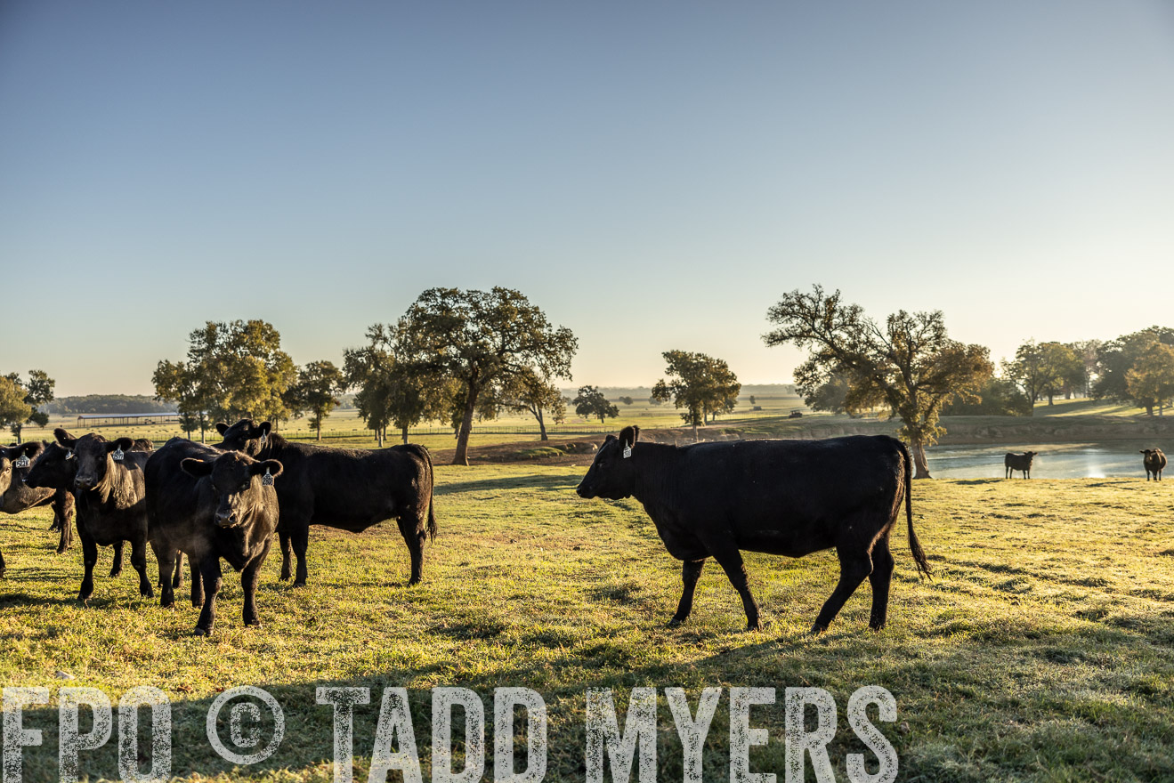 TMyers_Females_Ranchers_Cameron_Oct2023-511811