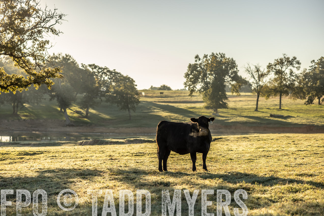 TMyers_Females_Ranchers_Cameron_Oct2023-511831
