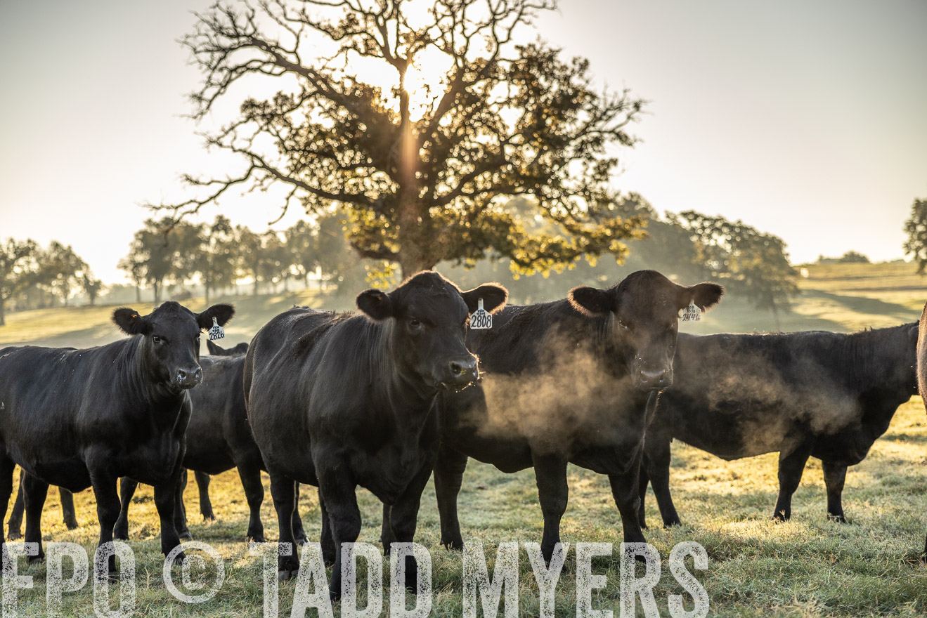 TMyers_Females_Ranchers_Cameron_Oct2023-511866
