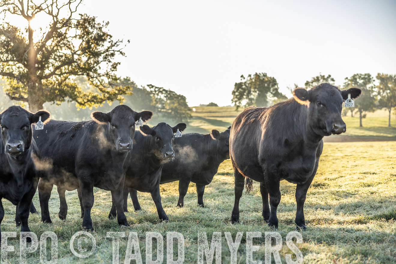TMyers_Females_Ranchers_Cameron_Oct2023-511878