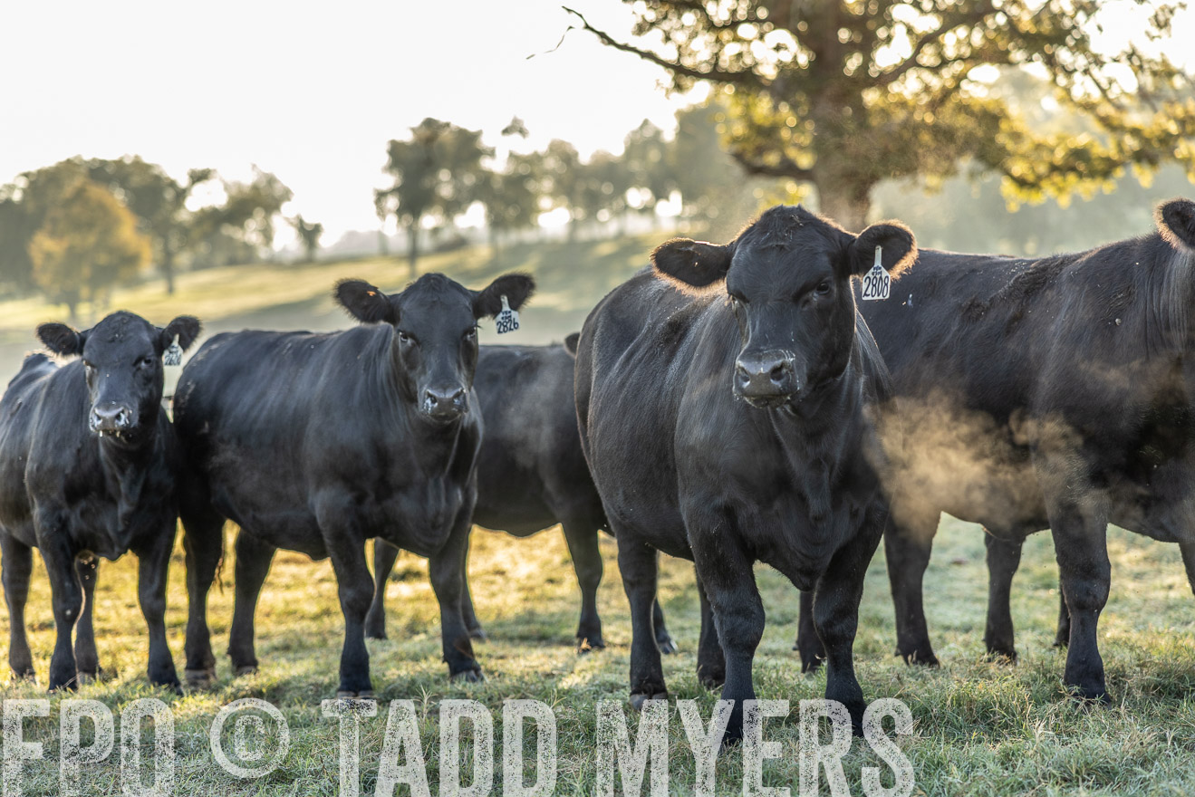 TMyers_Females_Ranchers_Cameron_Oct2023-511883