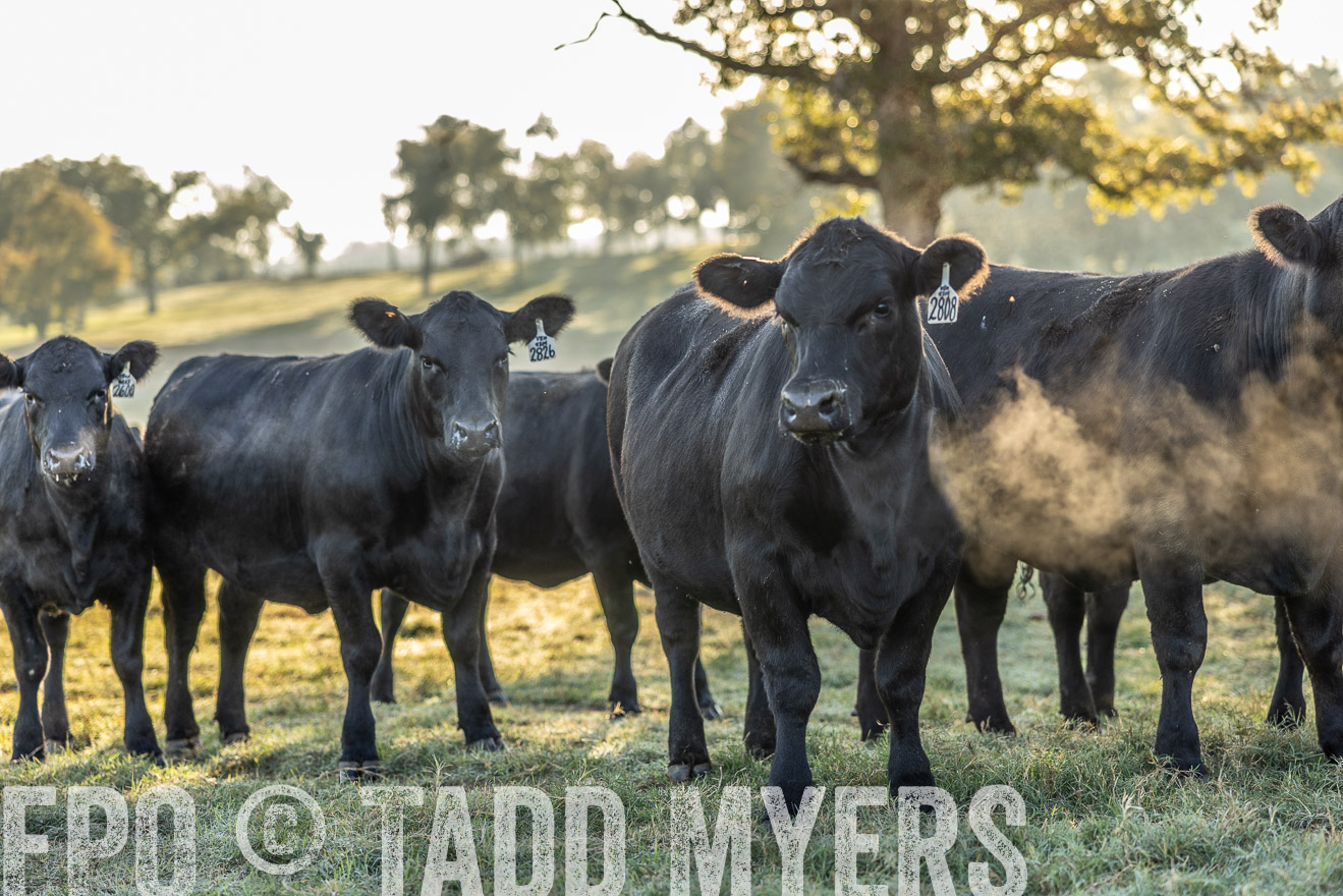 TMyers_Females_Ranchers_Cameron_Oct2023-511886