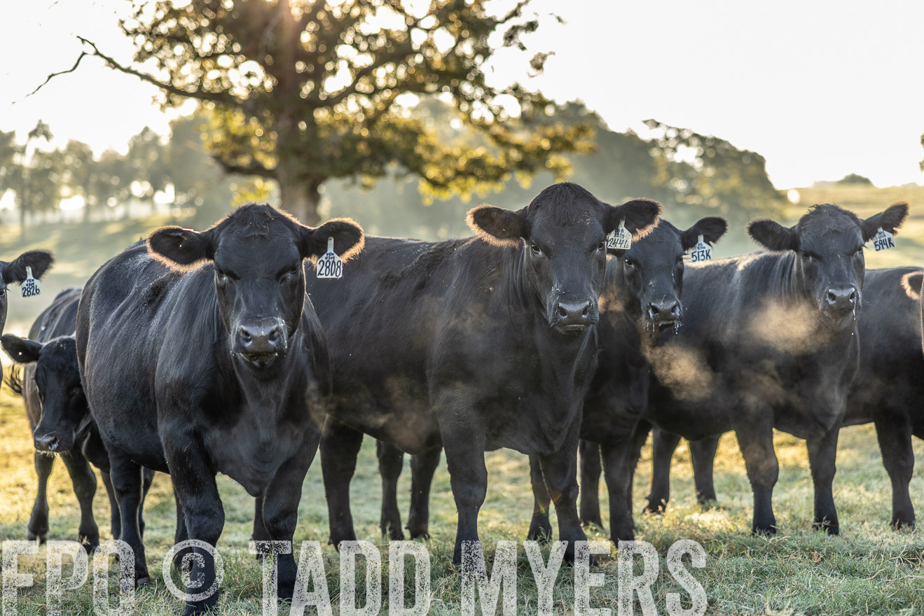 TMyers_Females_Ranchers_Cameron_Oct2023-511894