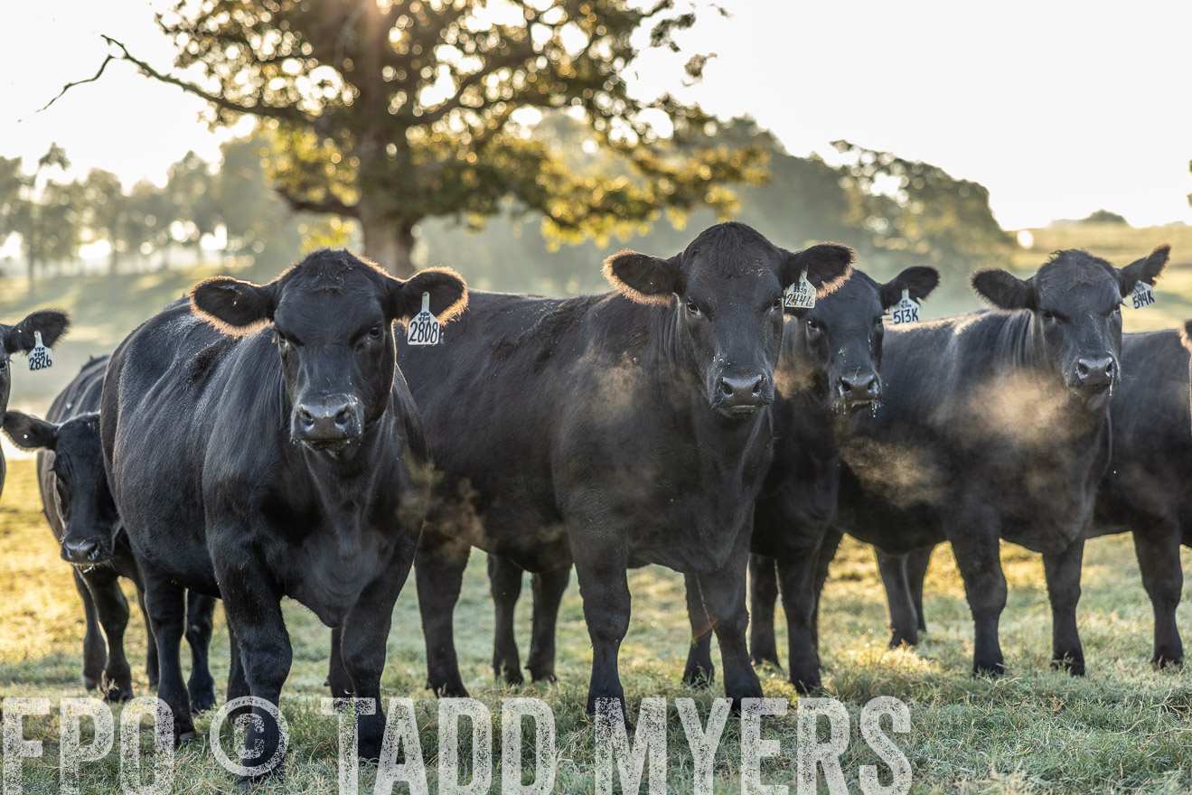 TMyers_Females_Ranchers_Cameron_Oct2023-511895