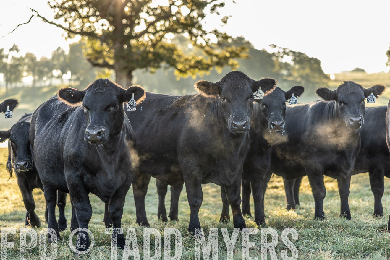 TMyers_Females_Ranchers_Cameron_Oct2023-511897
