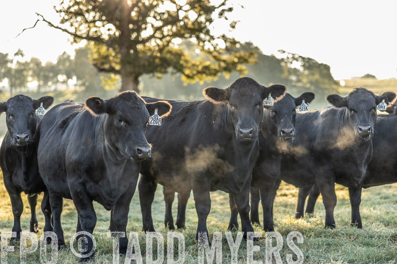 TMyers_Females_Ranchers_Cameron_Oct2023-511901