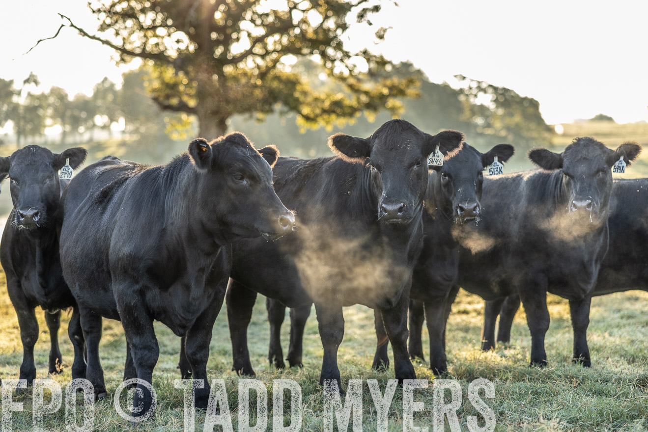TMyers_Females_Ranchers_Cameron_Oct2023-511902