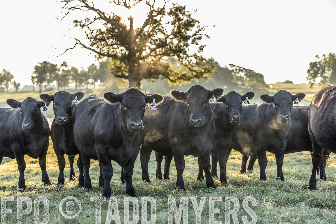TMyers_Females_Ranchers_Cameron_Oct2023-511909