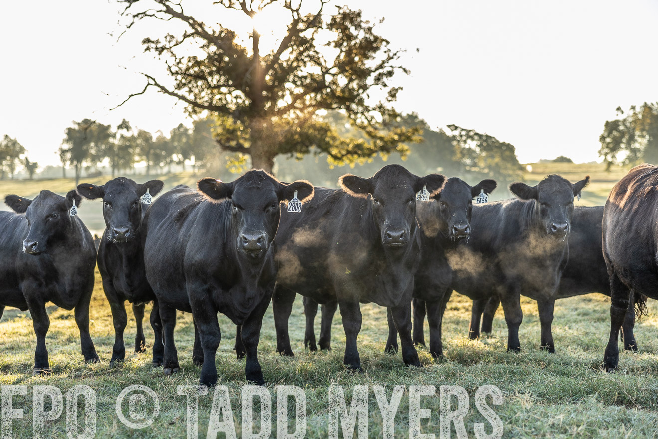 TMyers_Females_Ranchers_Cameron_Oct2023-511913