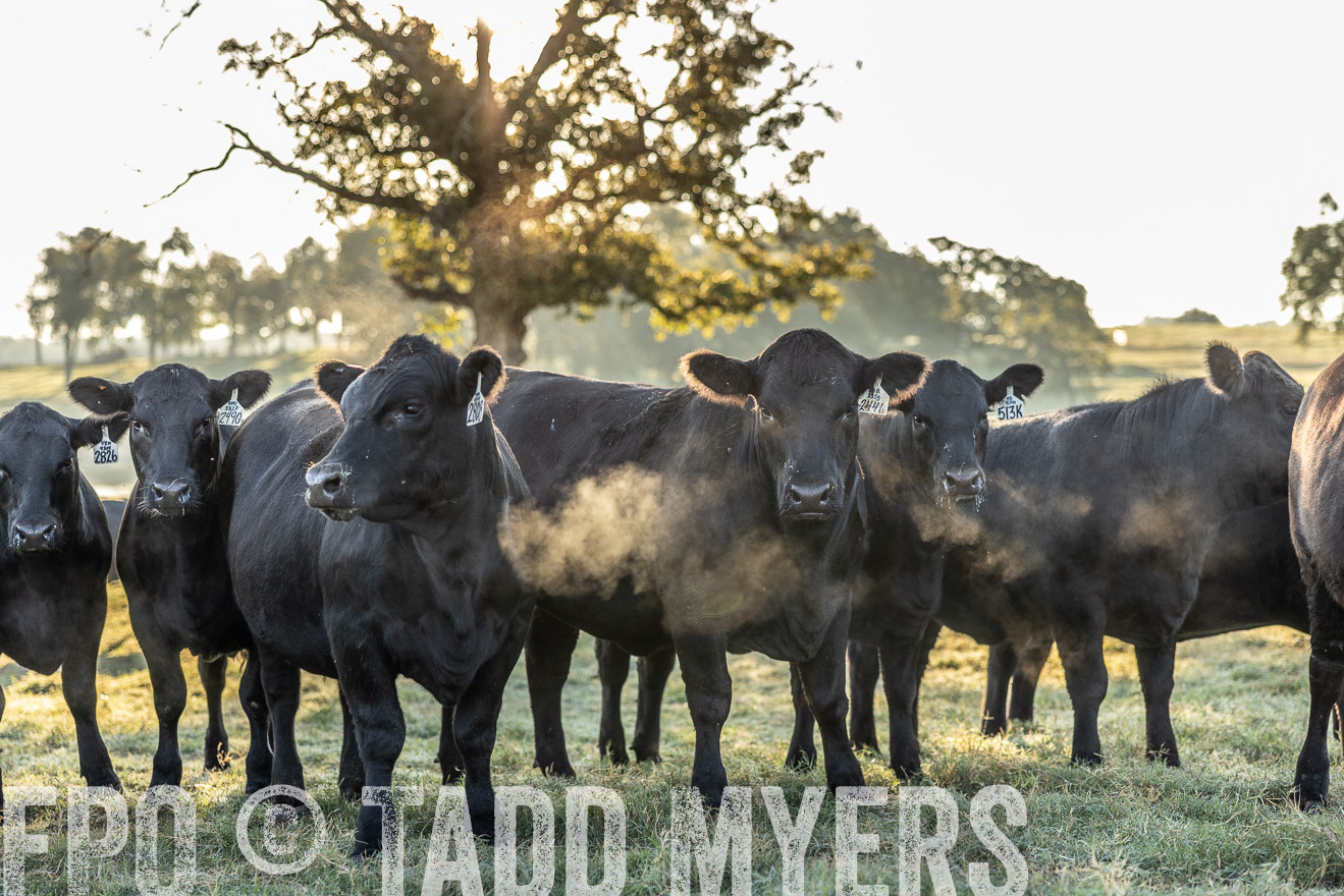 TMyers_Females_Ranchers_Cameron_Oct2023-511917