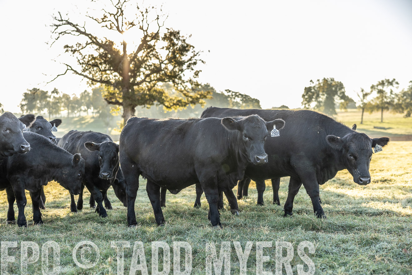 TMyers_Females_Ranchers_Cameron_Oct2023-511931
