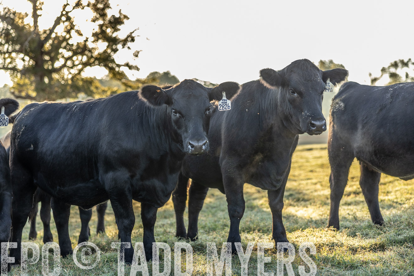 TMyers_Females_Ranchers_Cameron_Oct2023-511946