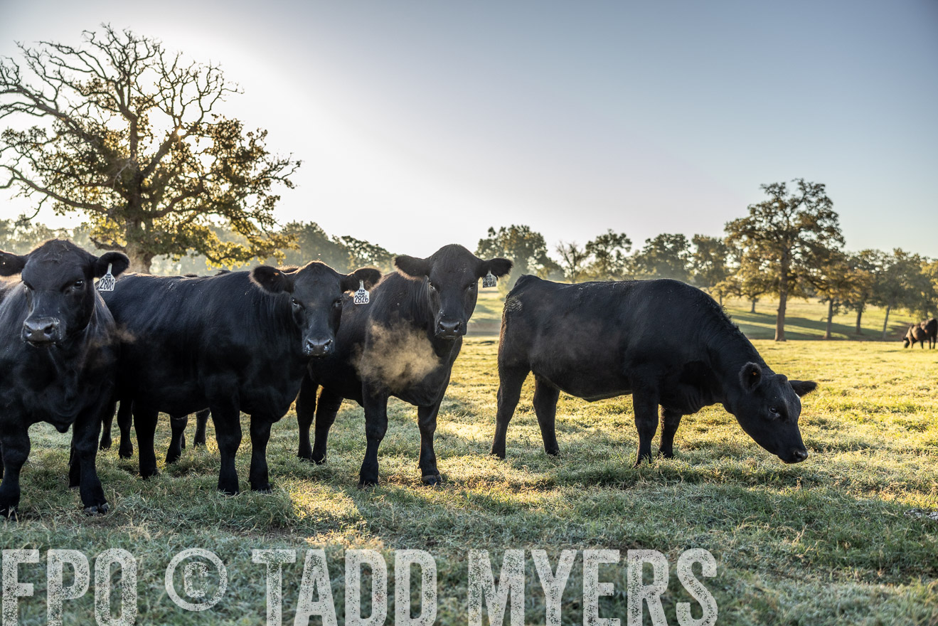 TMyers_Females_Ranchers_Cameron_Oct2023-511952