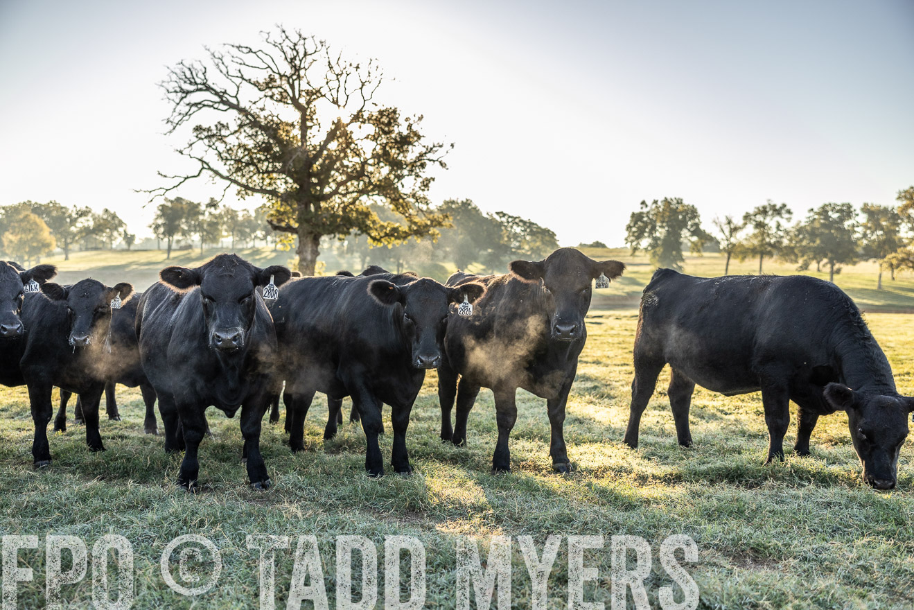 TMyers_Females_Ranchers_Cameron_Oct2023-511954