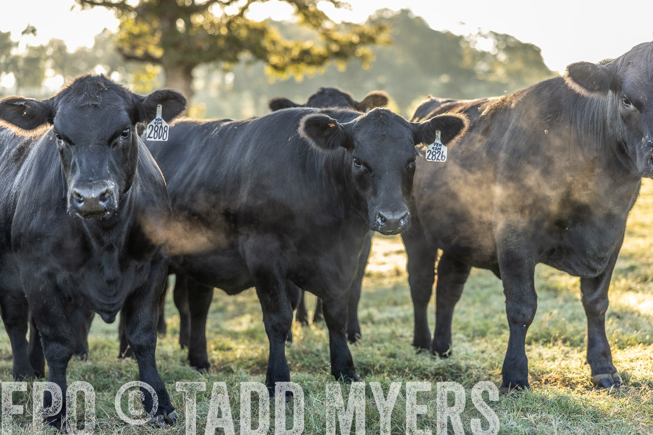 TMyers_Females_Ranchers_Cameron_Oct2023-511962