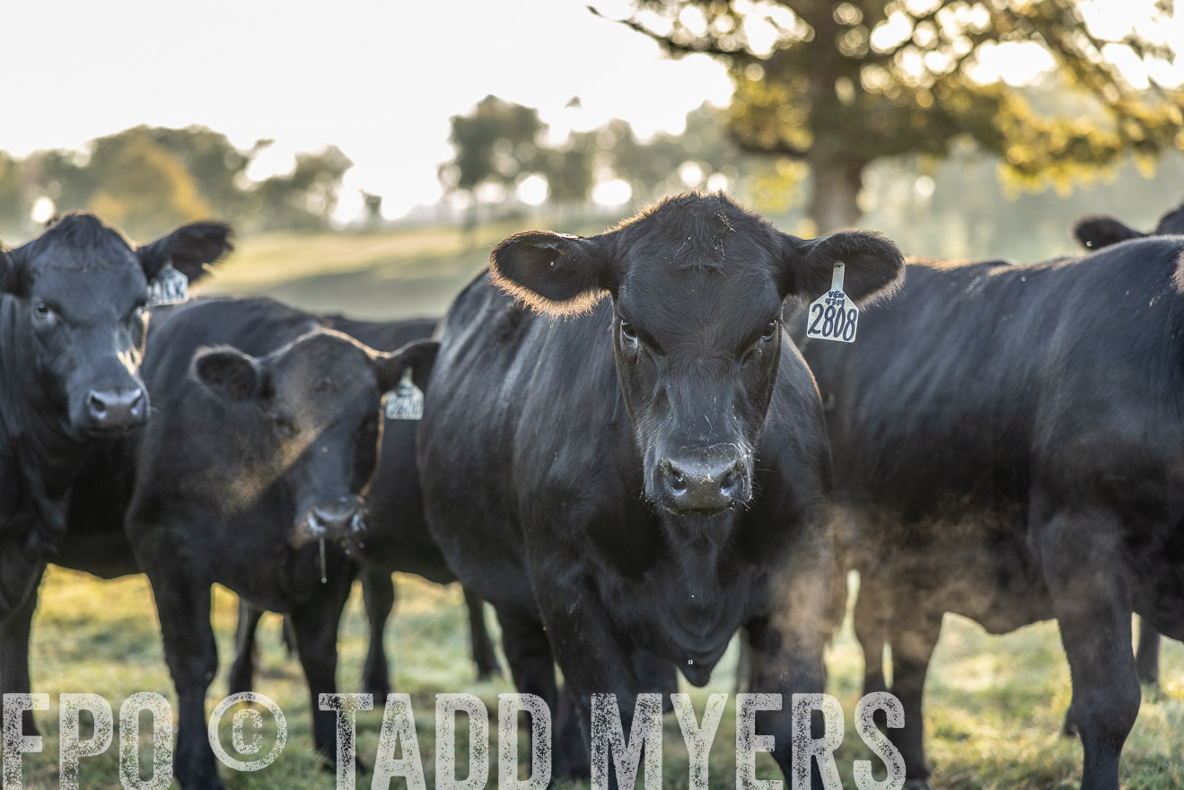TMyers_Females_Ranchers_Cameron_Oct2023-511964