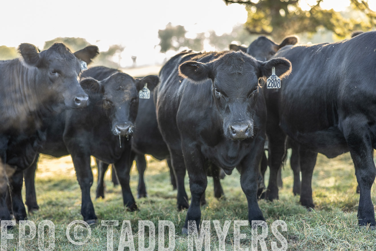 TMyers_Females_Ranchers_Cameron_Oct2023-511965