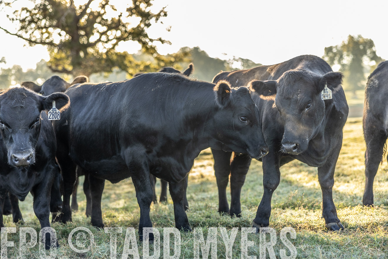 TMyers_Females_Ranchers_Cameron_Oct2023-511968