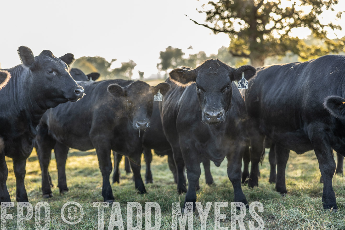TMyers_Females_Ranchers_Cameron_Oct2023-511972