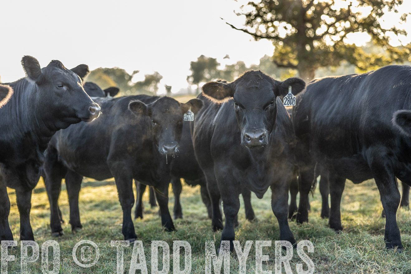 TMyers_Females_Ranchers_Cameron_Oct2023-511973
