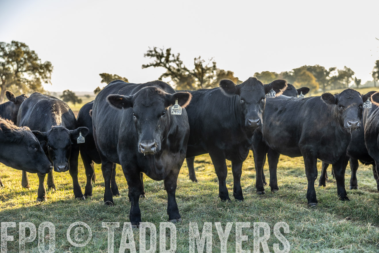 TMyers_Females_Ranchers_Cameron_Oct2023-511979