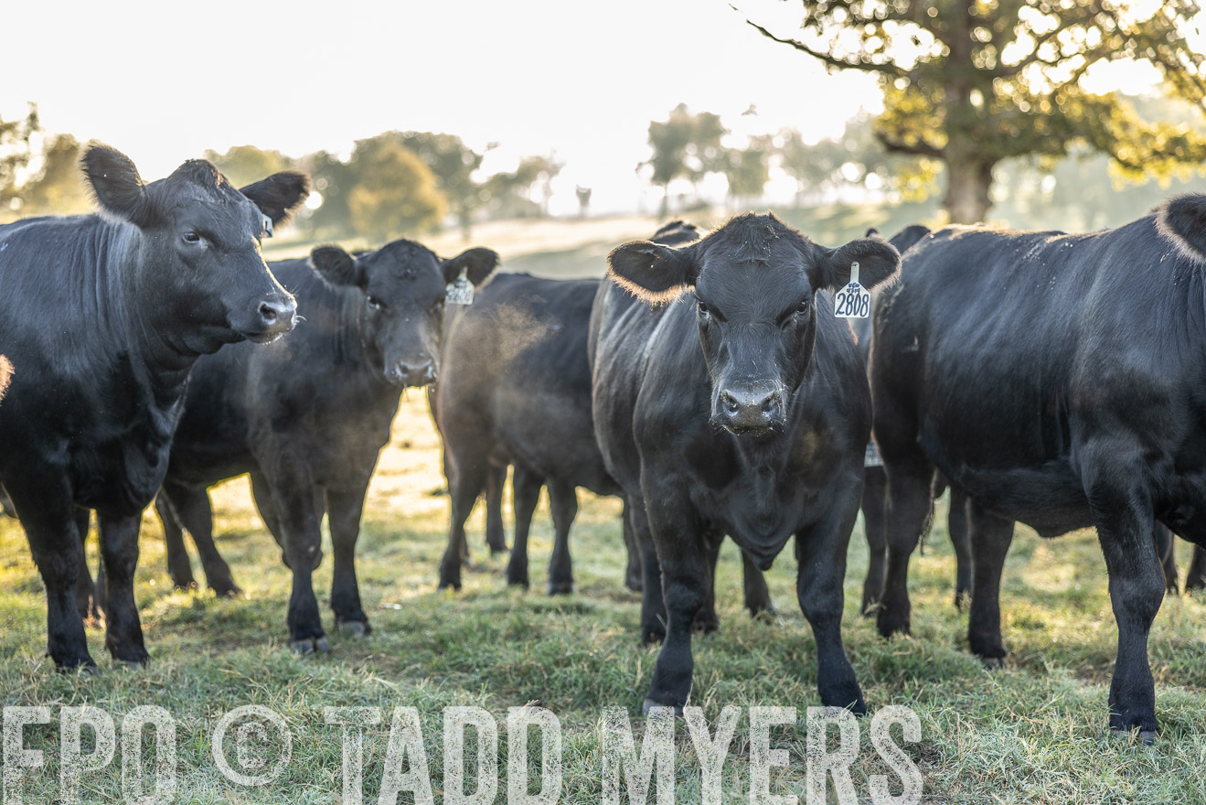 TMyers_Females_Ranchers_Cameron_Oct2023-511983